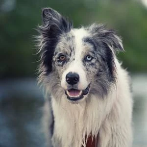 Border collie, original