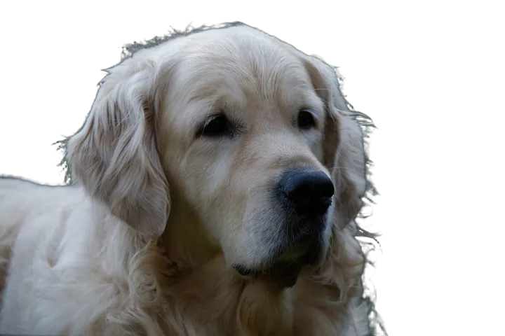 Golden retriever, processed by opnai