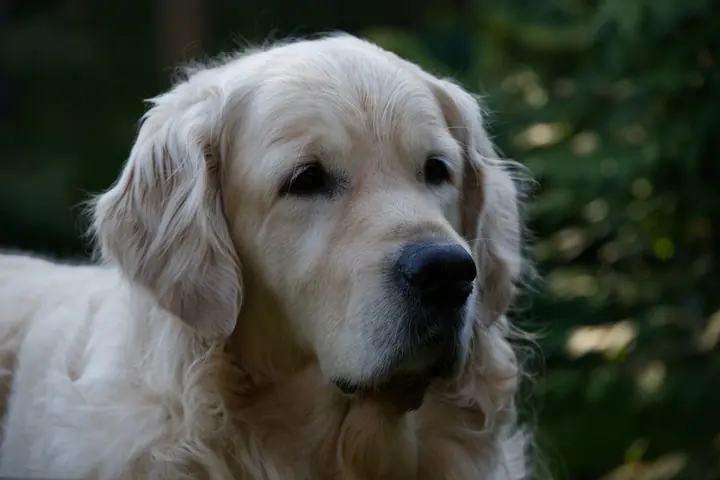 Golden retriever, original